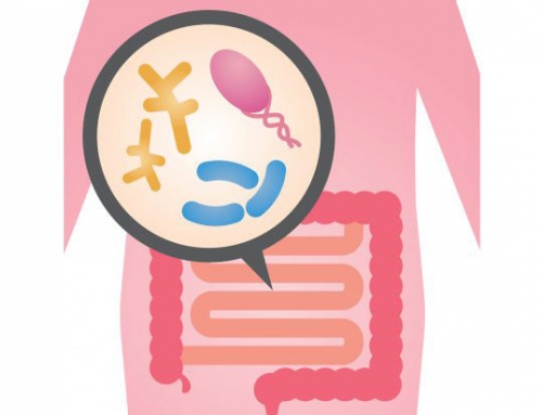Des chercheurs démontrent pour la première fois un lien significatif entre le microbiote intestinal et la répartition des graisses chez les enfants et adolescents